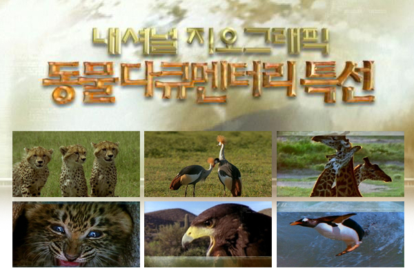 동물 다큐멘터리