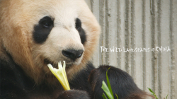 중국의 야생 풍경 The Wild Landscapes of China