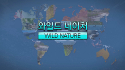 와일드 네이처 Wild Nature